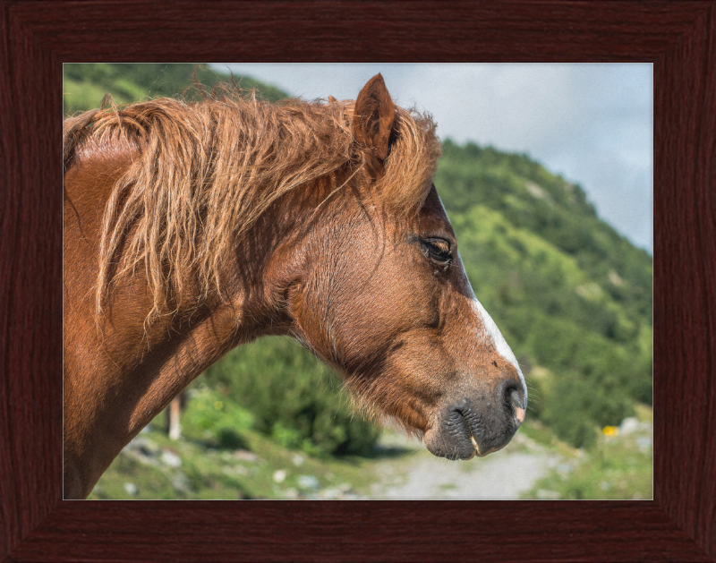 Galtar - Pferdekopf - Great Pictures Framed