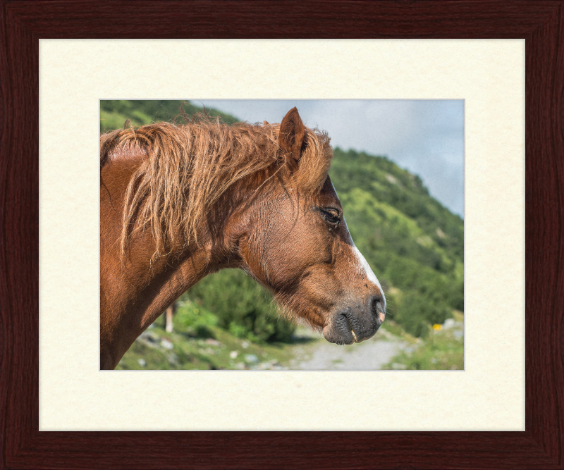 Galtar - Pferdekopf - Great Pictures Framed
