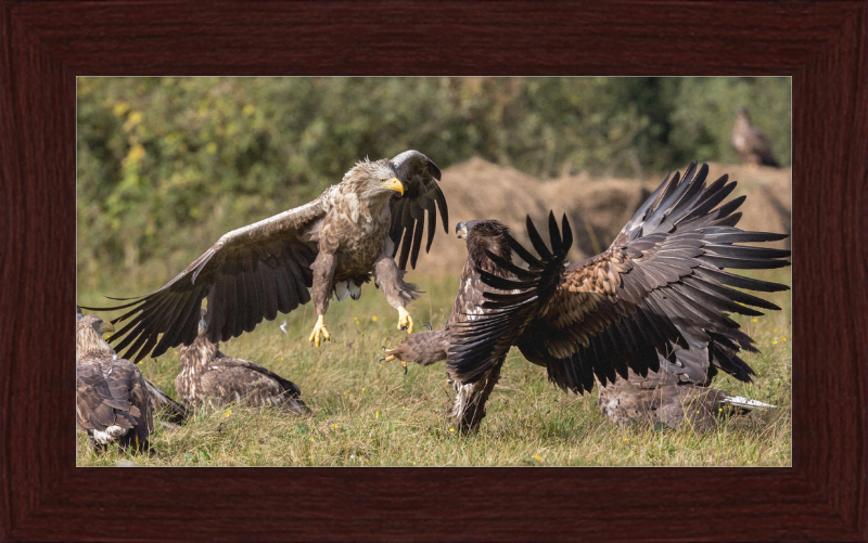 Fighting White-Tailed Eagles - Great Pictures Framed