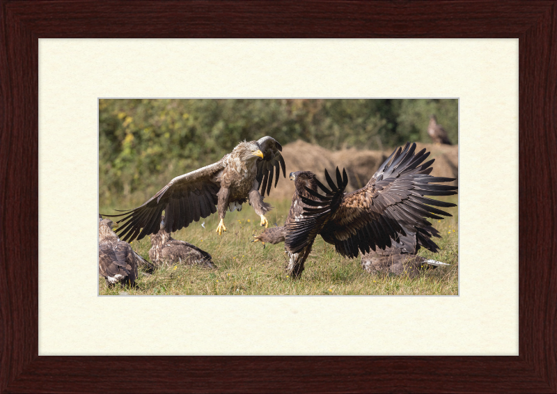 Fighting White-Tailed Eagles - Great Pictures Framed