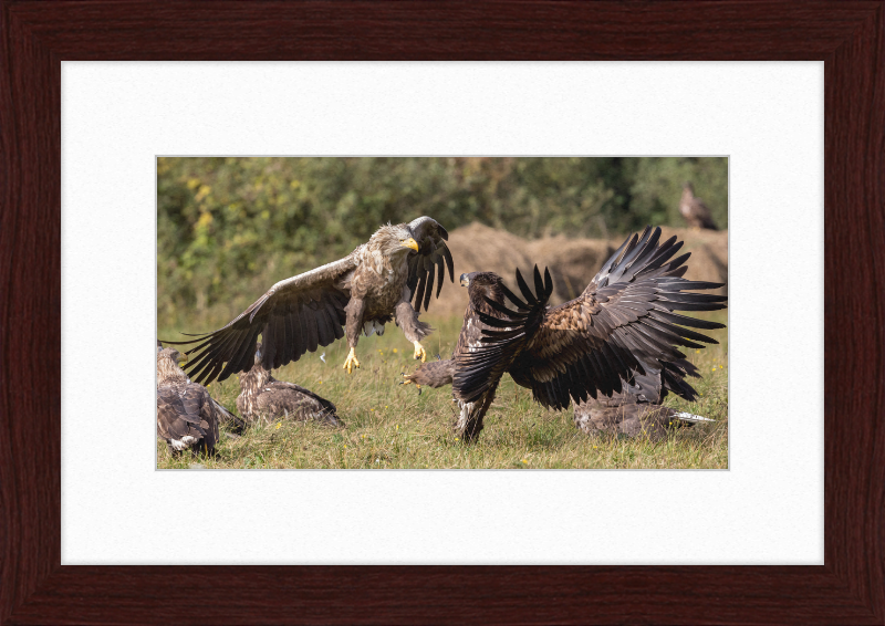 Fighting White-Tailed Eagles - Great Pictures Framed