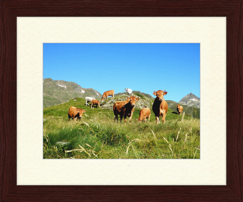 Ariege's Cows - Great Pictures Framed