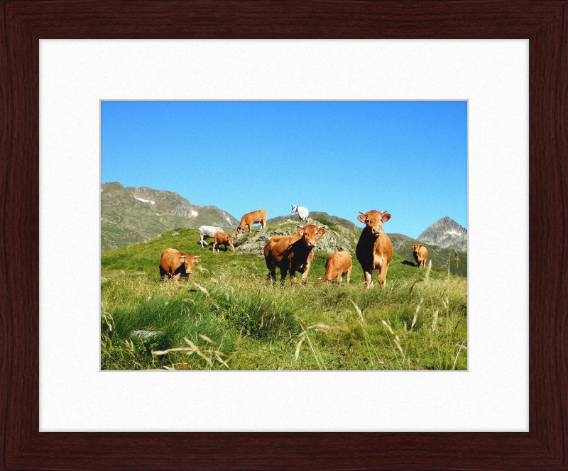 Ariege's Cows - Great Pictures Framed