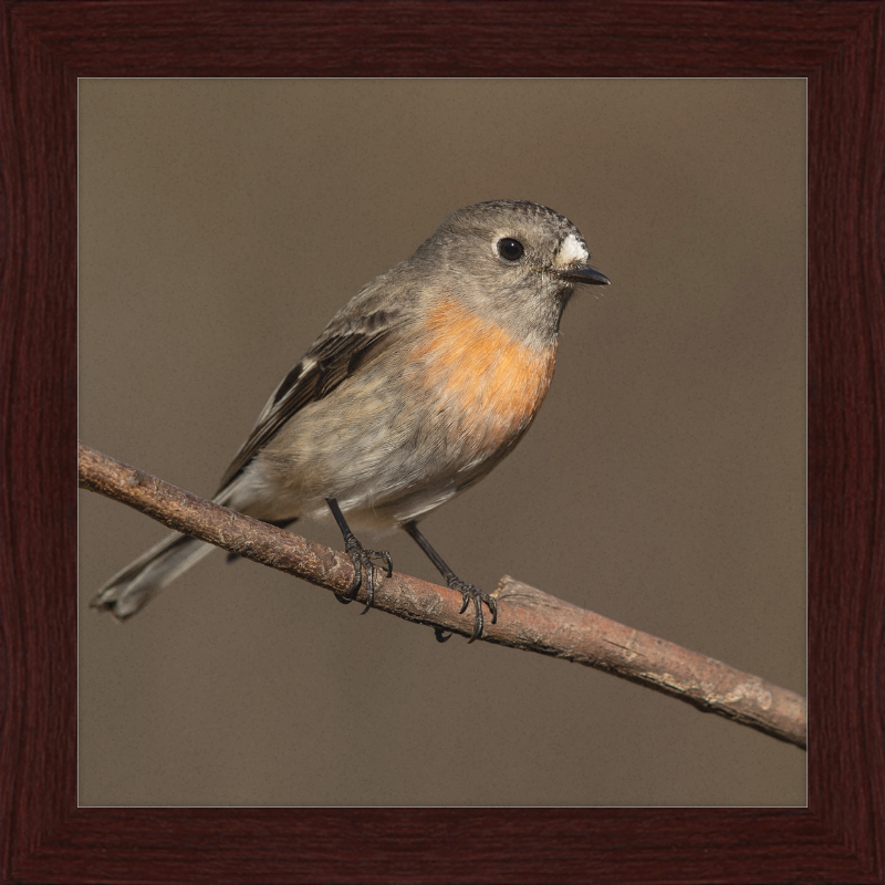 Scarlet Robin female - Blackheath - Great Pictures Framed
