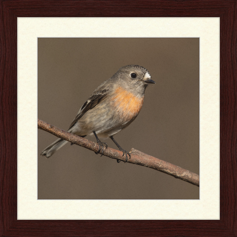 Scarlet Robin female - Blackheath - Great Pictures Framed