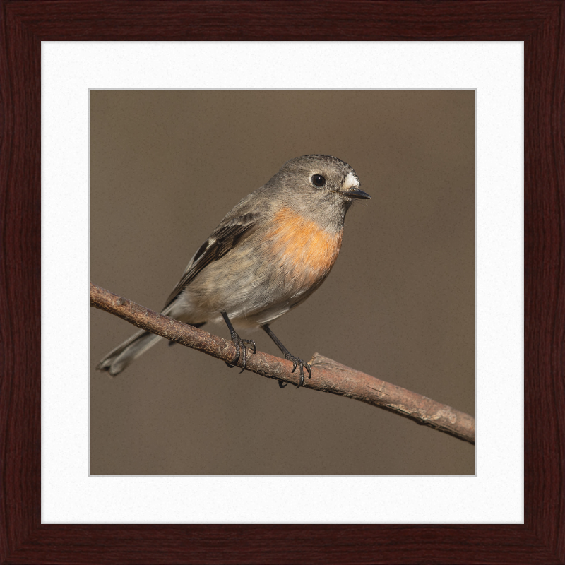 Scarlet Robin female - Blackheath - Great Pictures Framed