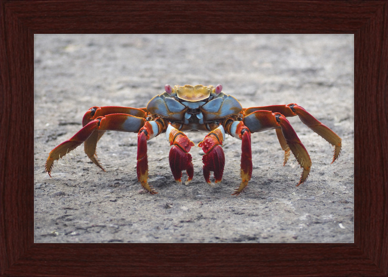Sally Lightfoot Crab - Great Pictures Framed