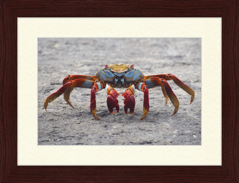 Sally Lightfoot Crab - Great Pictures Framed