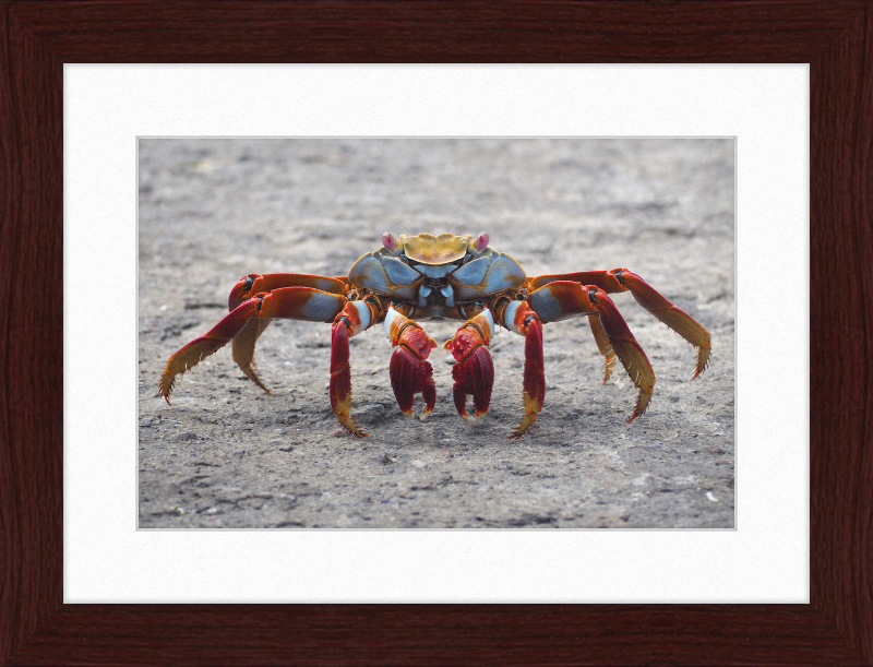 Sally Lightfoot Crab - Great Pictures Framed