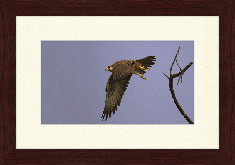 Laggar Falcon in Flight - Great Pictures Framed