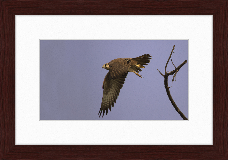 Laggar Falcon in Flight - Great Pictures Framed