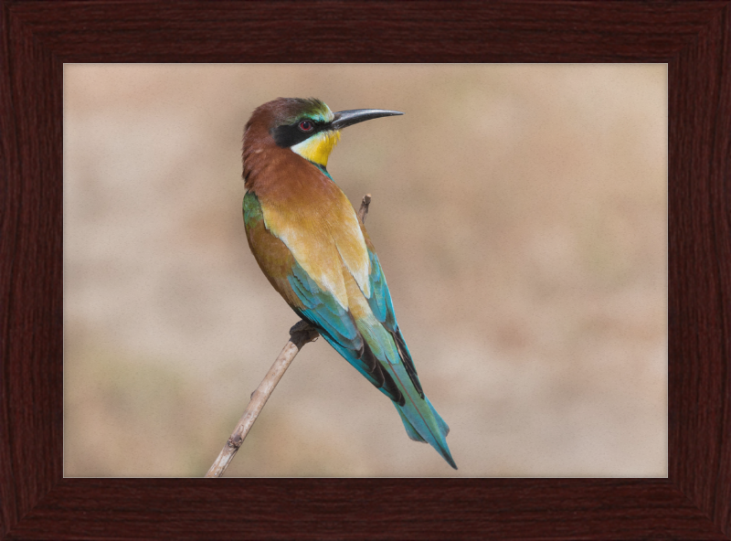 European Bee-eater - Great Pictures Framed
