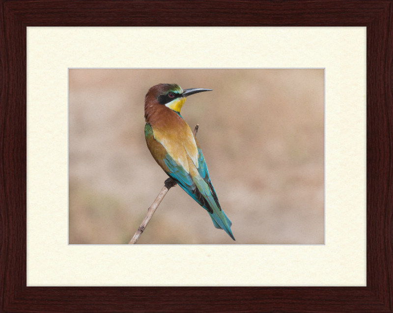 European Bee-eater - Great Pictures Framed