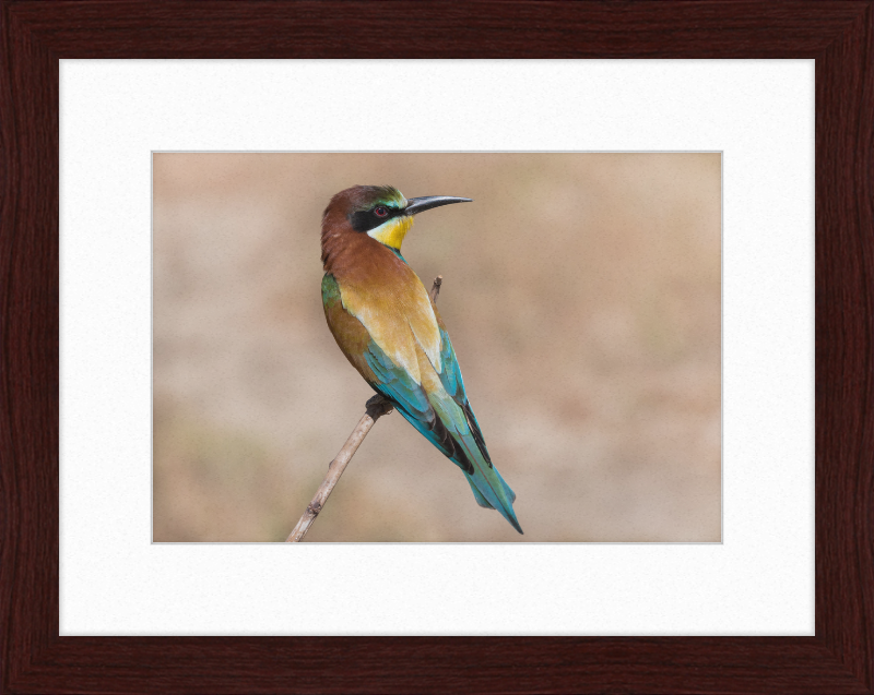 European Bee-eater - Great Pictures Framed