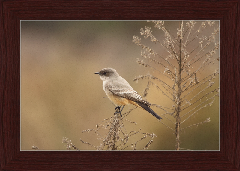 Sayornis Saya - Great Pictures Framed