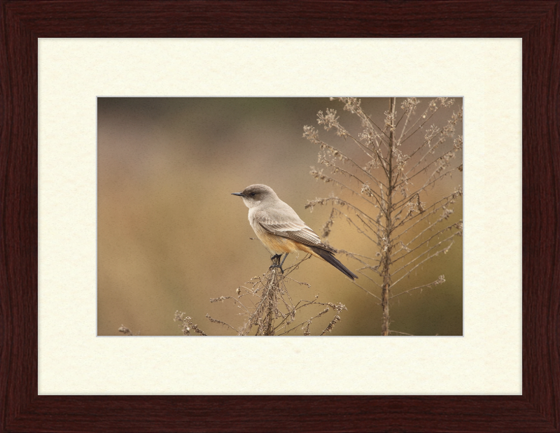 Sayornis Saya - Great Pictures Framed