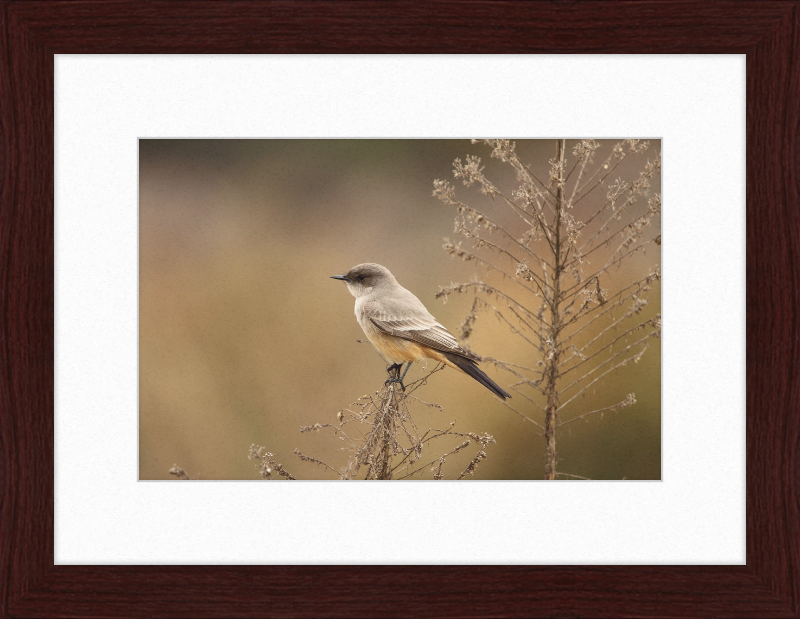 Sayornis Saya - Great Pictures Framed