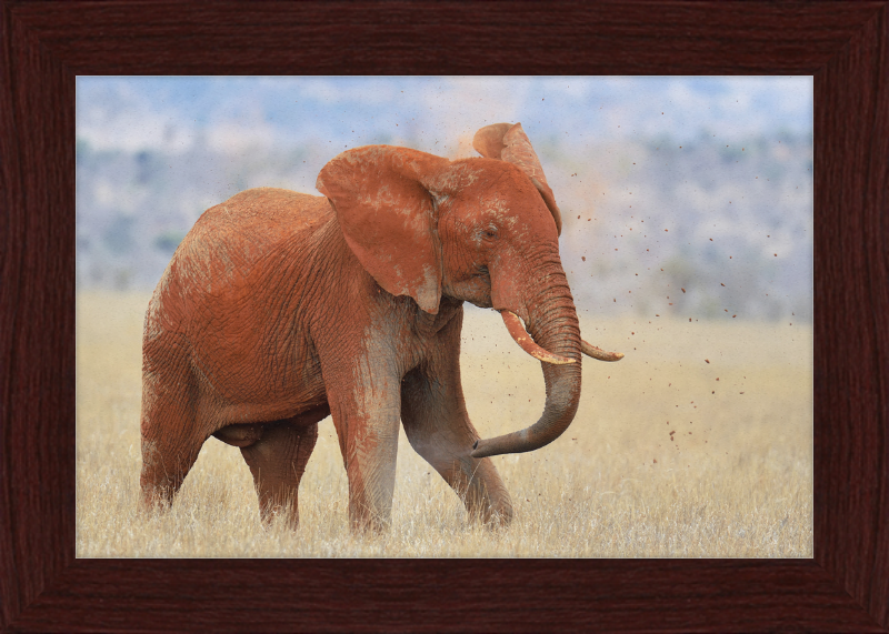 Red Elephant in Dirt - Great Pictures Framed