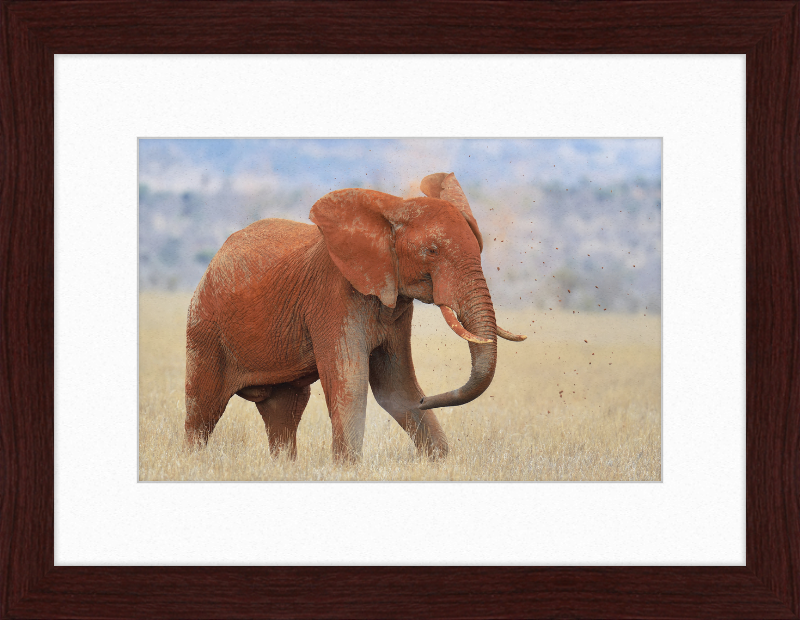 Red Elephant in Dirt - Great Pictures Framed