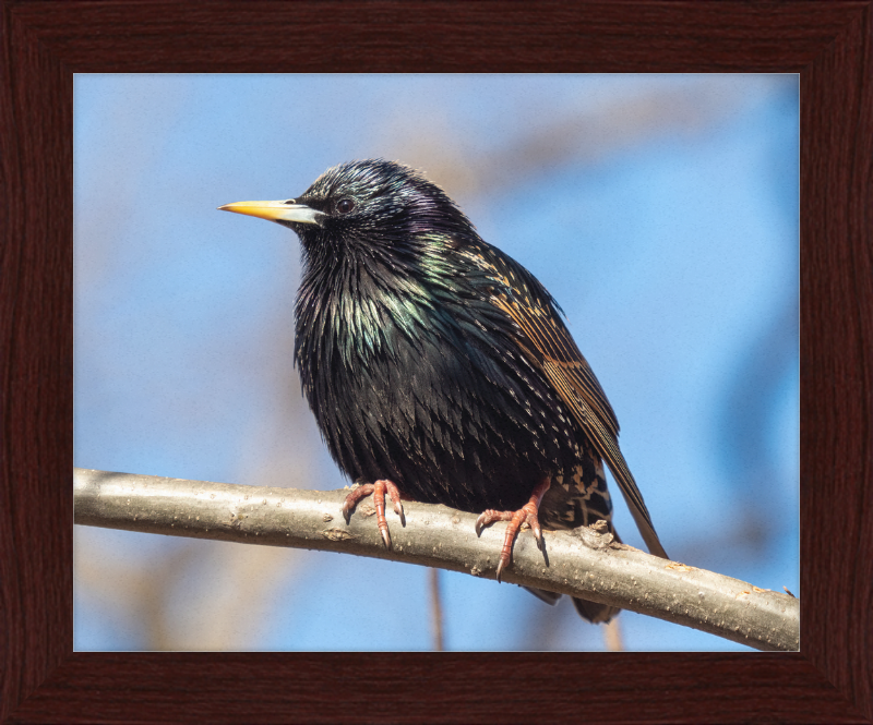 European Starling - Great Pictures Framed