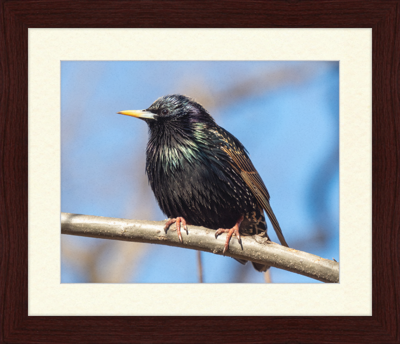 European Starling - Great Pictures Framed
