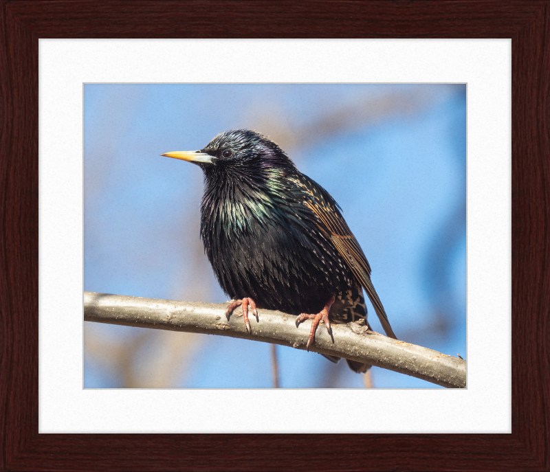 European Starling - Great Pictures Framed