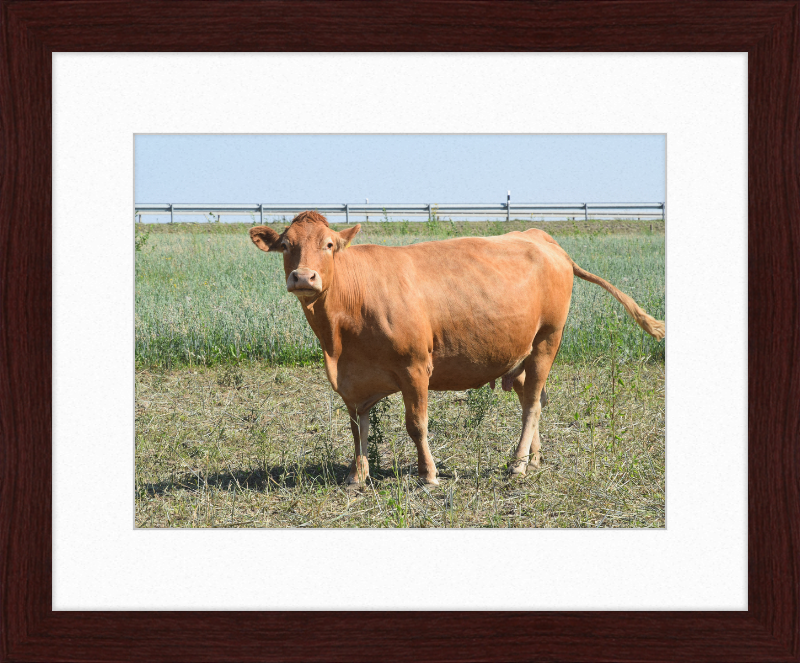 Rinder Ebsdorfergrund 1 - Great Pictures Framed
