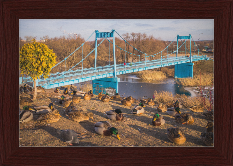 Ducks on the Embankment - Great Pictures Framed