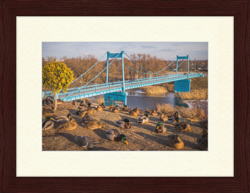 Ducks on the Embankment - Great Pictures Framed