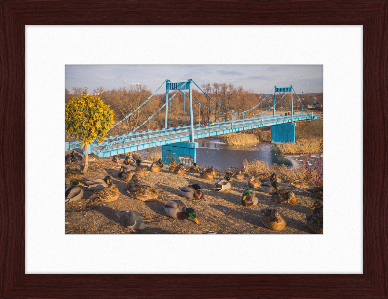 Ducks on the Embankment - Great Pictures Framed