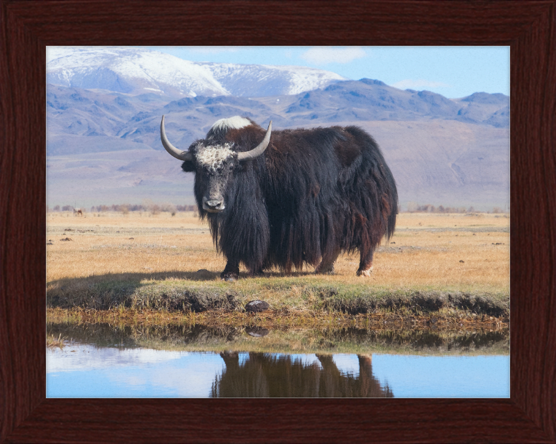 Sarlyk Yak - Great Pictures Framed