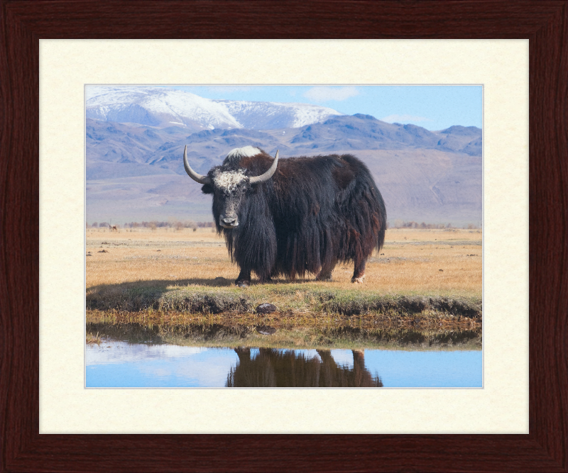 Sarlyk Yak - Great Pictures Framed
