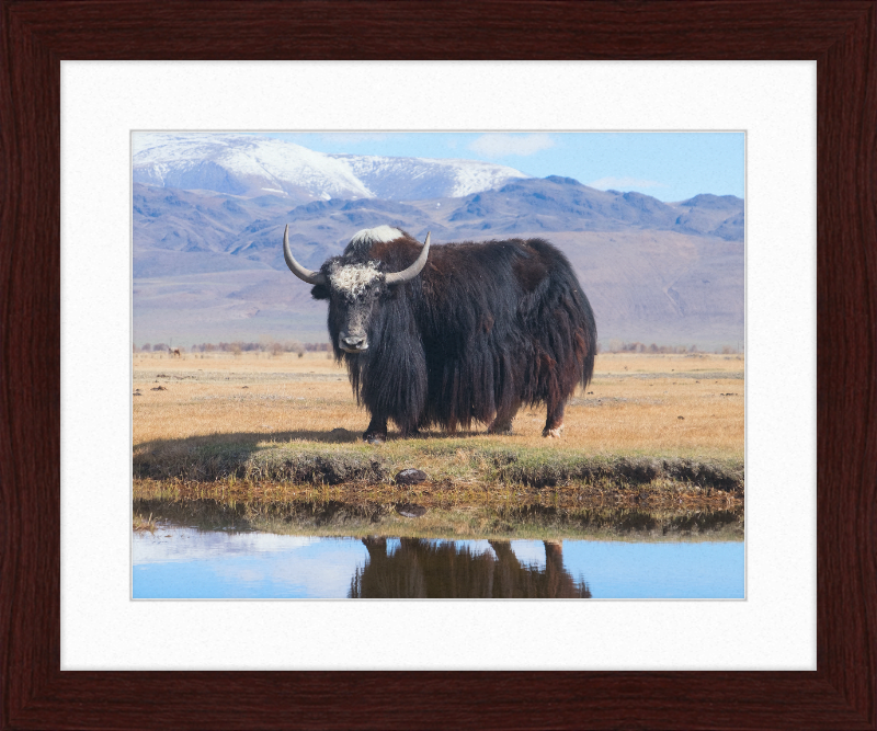 Sarlyk Yak - Great Pictures Framed