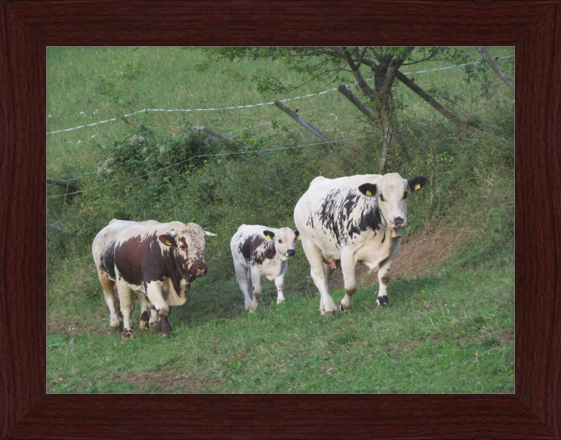 Cows on a Hill near Frankenfelsberg, Austria - Great Pictures Framed