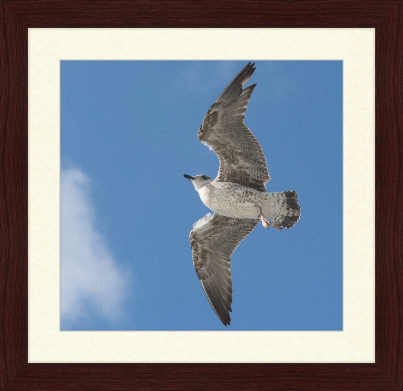 European Herring Gull (Larus Argentatus) - Great Pictures Framed