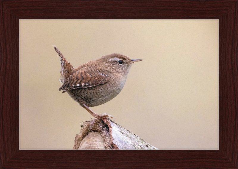 Eurasian Wren - Great Pictures Framed