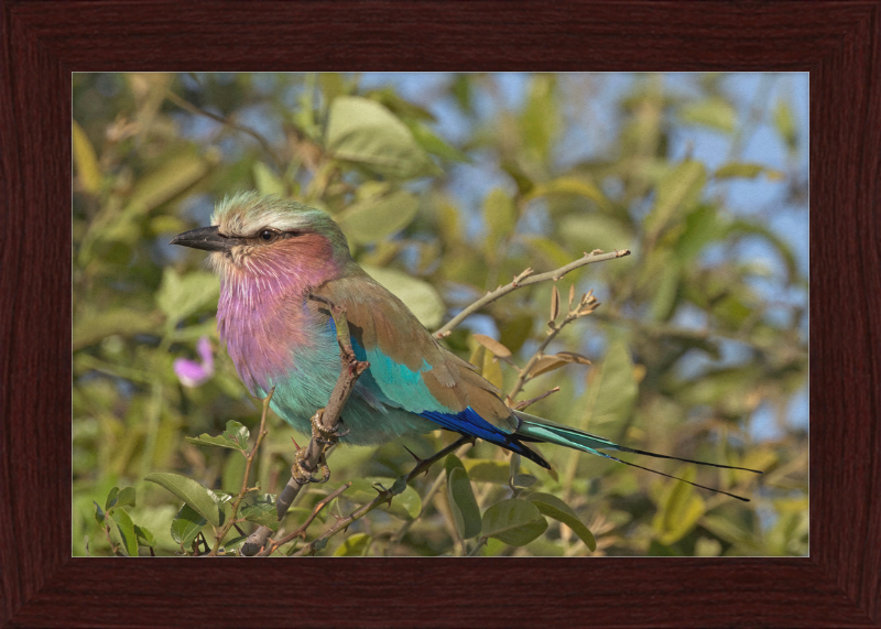 Lilac-Breasted Roller (Coracias Caudatus Caudatus) Botswana - Great Pictures Framed