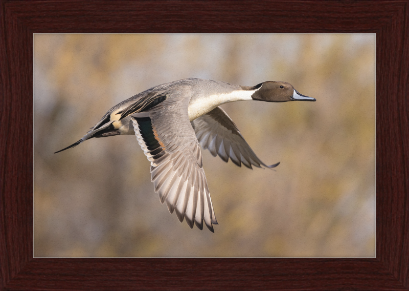 Male Northern Pintail (Anas Acuta) In Flight at Llano Seco - Great Pictures Framed