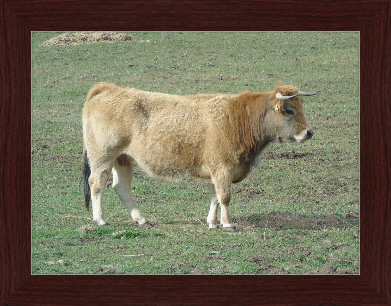 A Portrait of the San Emiliano Bull - Great Pictures Framed