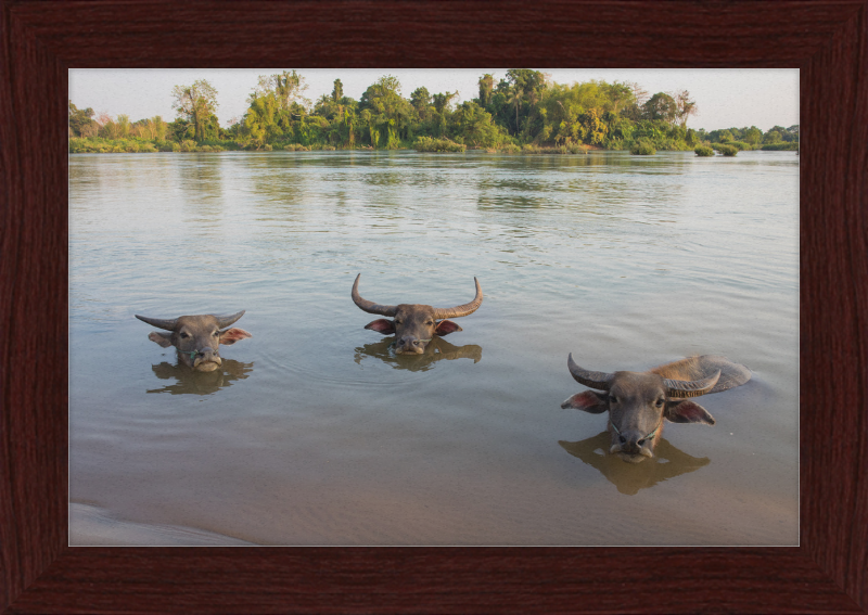Three Buffaloes Heads Above Water in Si Phan Don - Great Pictures Framed