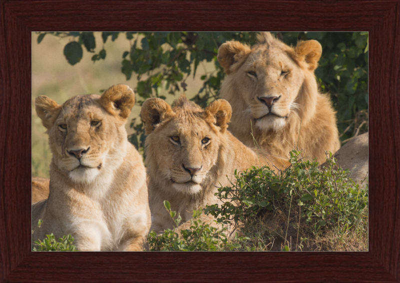 Lions Family Portrait Masai Mara - Great Pictures Framed