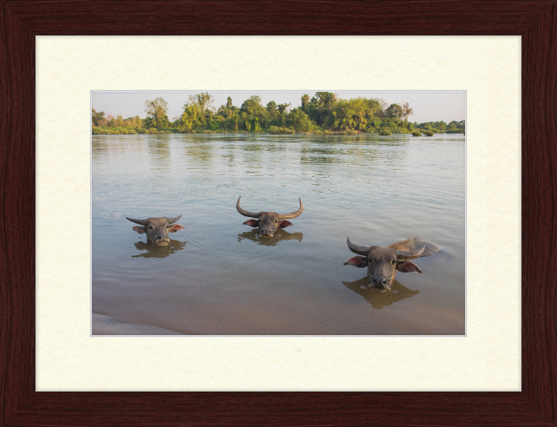 Three Buffaloes Heads Above Water in Si Phan Don - Great Pictures Framed