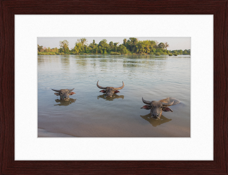 Three Buffaloes Heads Above Water in Si Phan Don - Great Pictures Framed