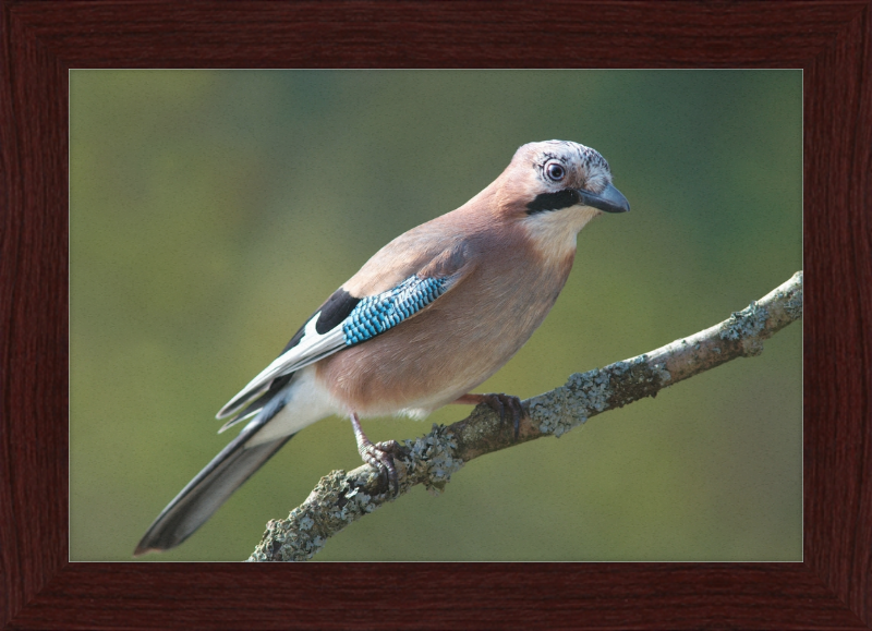 Garrulus Glandarius - Great Pictures Framed