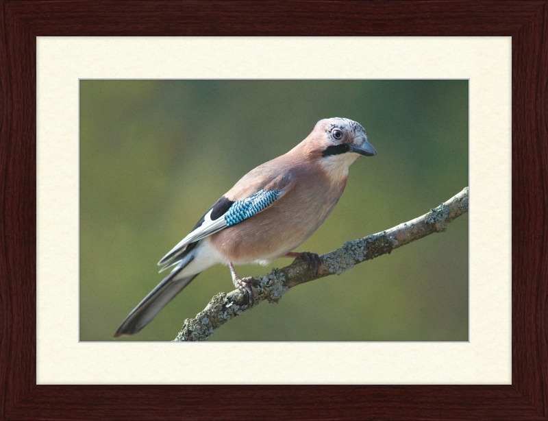 Garrulus Glandarius - Great Pictures Framed
