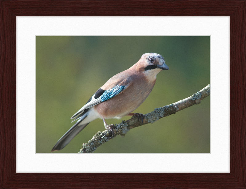 Garrulus Glandarius - Great Pictures Framed