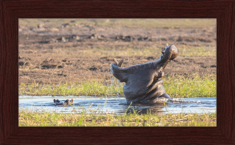 Hippopotamus amphibius, Parque Nacional de Chobe, Botswana - Great Pictures Framed