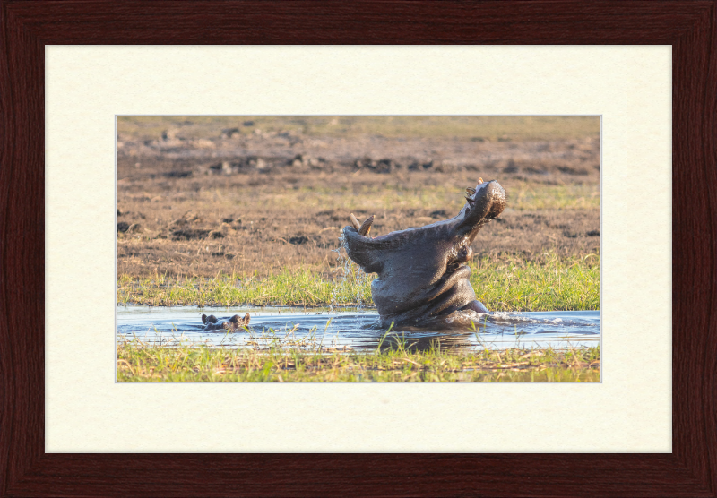 Hippopotamus amphibius, Parque Nacional de Chobe, Botswana - Great Pictures Framed