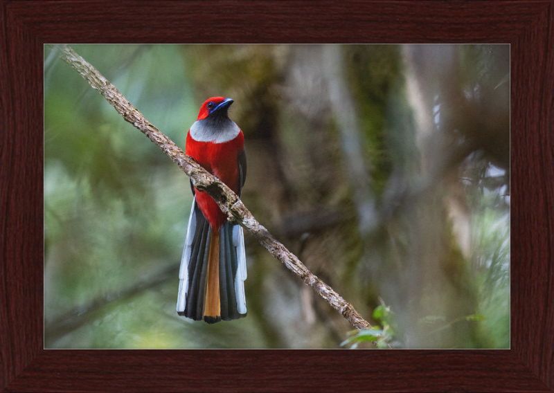 Whitehead's Trogon - Great Pictures Framed