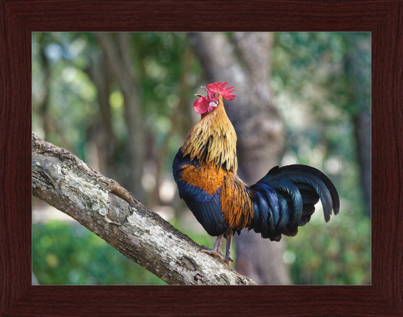 Junglefowl on Tree - Great Pictures Framed